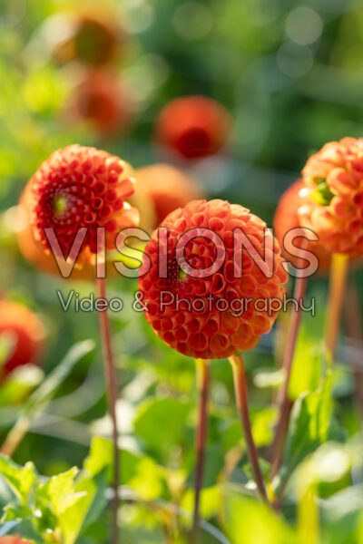 Dahlia Bantling Dahlia Bantling