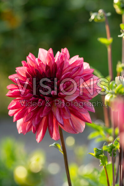 Dahlia Bacardi
