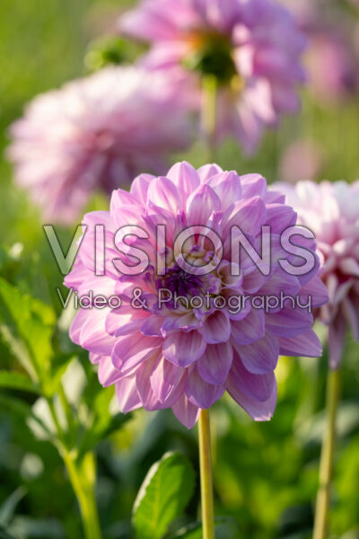 Dahlia Blues Wish