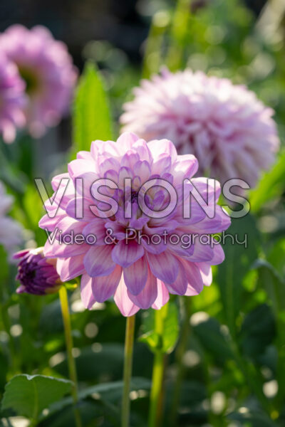 Dahlia Blues Wish Dahlia Blues Wish