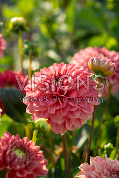 Dahlia Blooming Nicole Dahlia Blooming Nicole