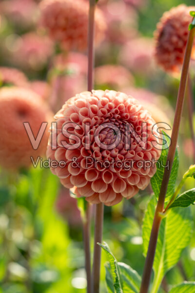 Dahlia Cornel Brons