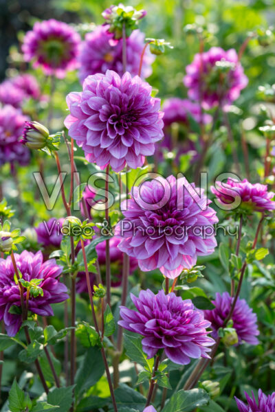 Dahlia Blue Bell Dahlia Blue Bell