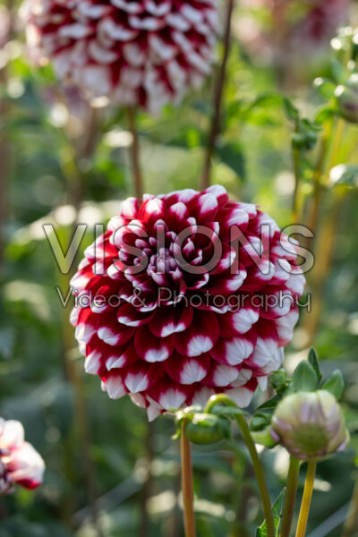 Dahlia Checkers Dahlia Checkers