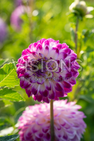 Dahlia Cera's Corsage Dahlia Cera's Corsage