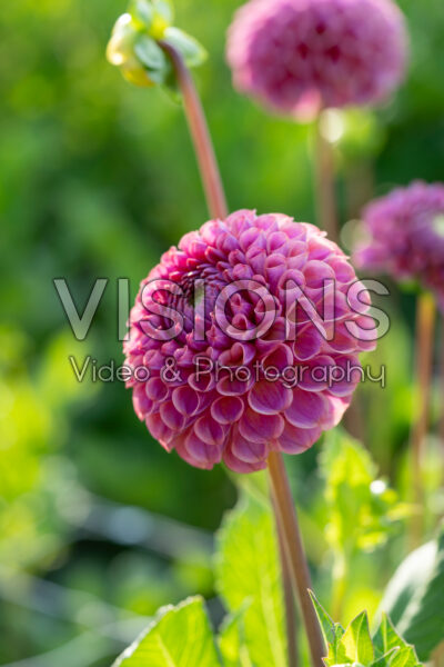 Dahlia Caitlin's Joy Dahlia Caitlin's Joy