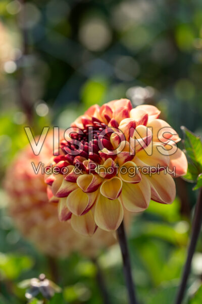 Dahlia Coverband Nightlife