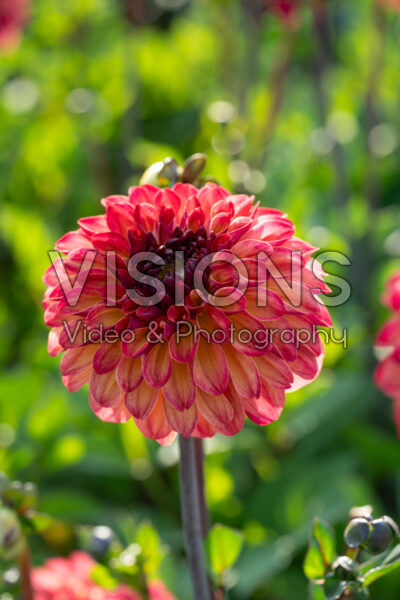 Dahlia Ding a Dong Dahlia Ding a Dong