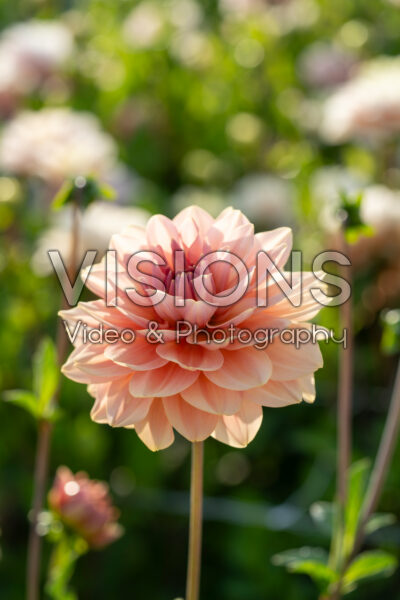 Dahlia Dolce Eva