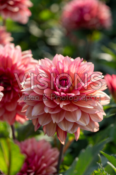Dahlia Dolce Vera Dahlia Dolce Vera