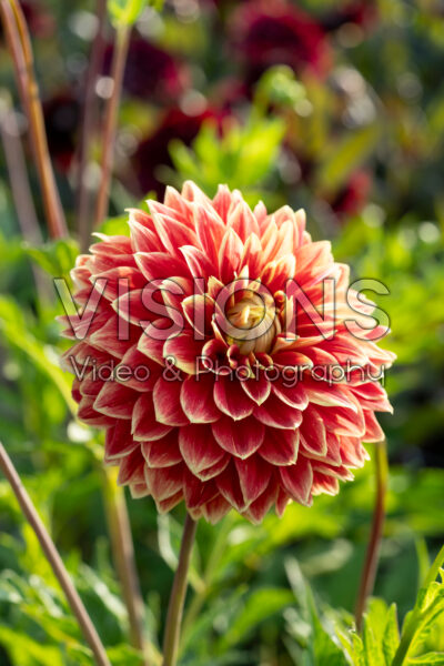 Dahlia Dutch Carnaval