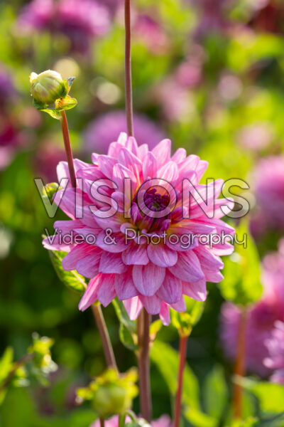 Dahlia Dutch Silence