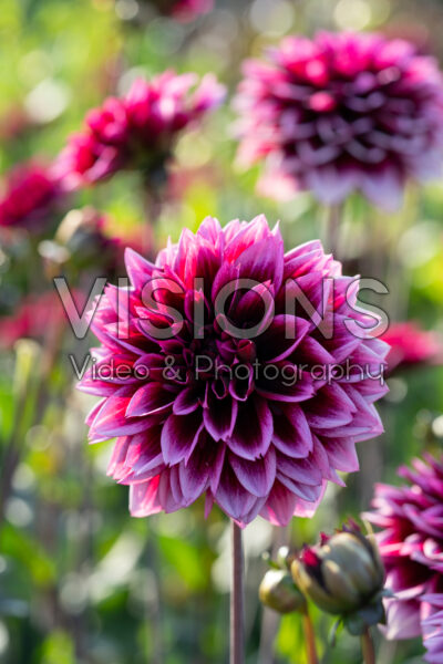 Dahlia Davina Michelle