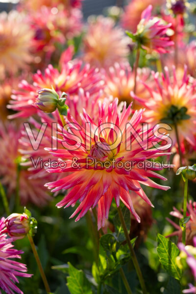 Dahlia Electric Flash