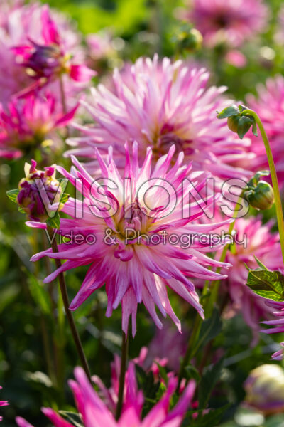 Dahlia Electric Light Dahlia Electric Light