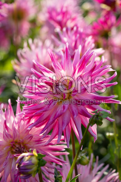 Dahlia Electric Light