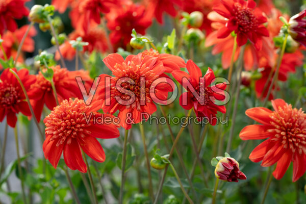 Dahlia Octopus Oranje