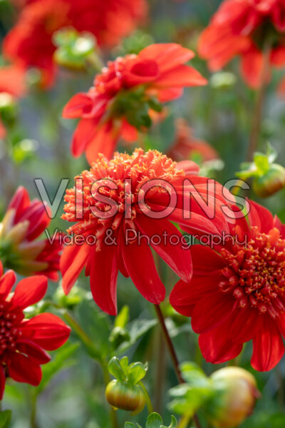 Dahlia Octopus Oranje Dahlia Octopus Oranje