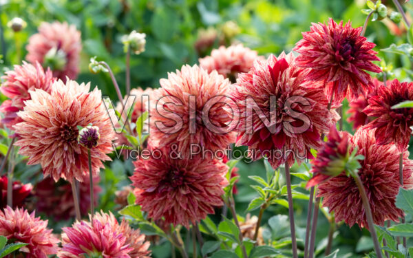 Dahlia decorative red