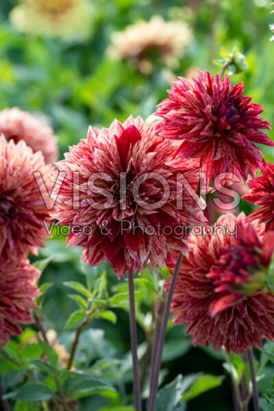 Dahlia decoratief rood