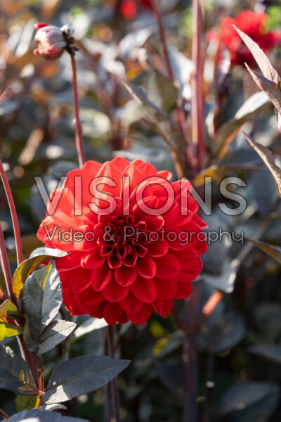Dahlia Fire Mountain Dahlia Fire Mountain