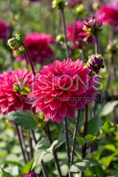 Dahlia Feline Yvonne