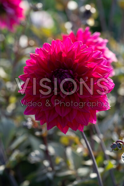 Dahlia Engelhardts Matador
