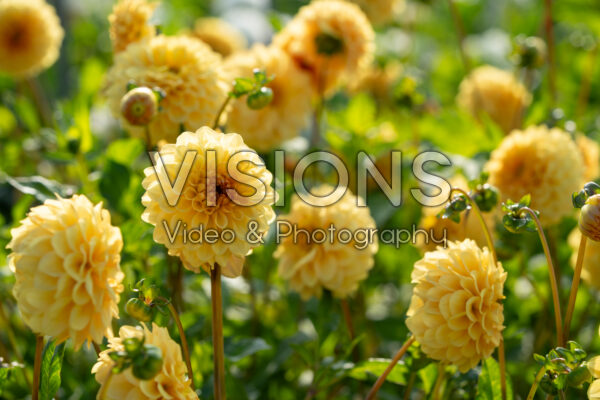 Dahlia Golden Scepter