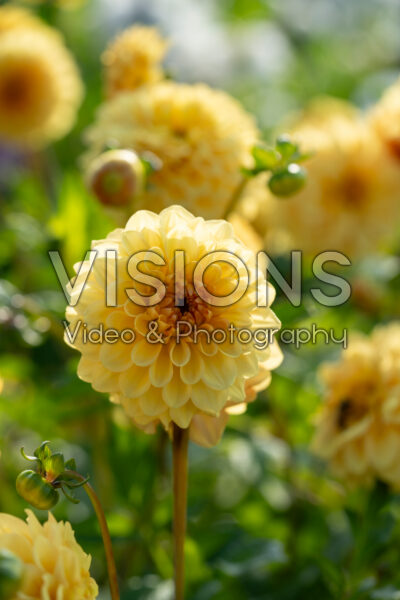 Dahlia Golden Scepter Dahlia Golden Scepter