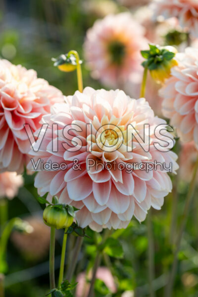 Dahlia Giovanna Dahlia Giovanna