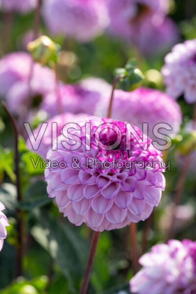 Dahlia Genova