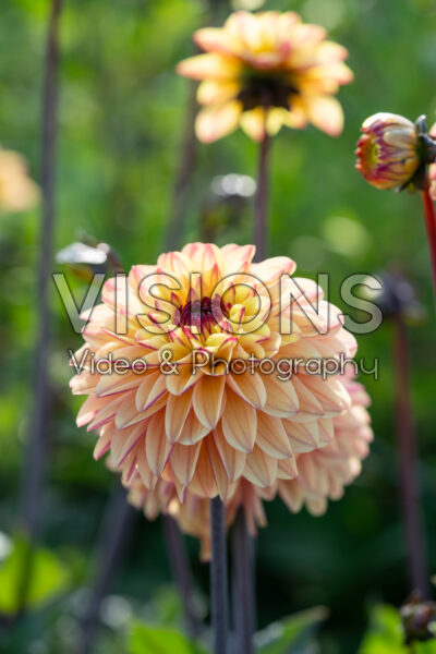 Dahlia Gelia Dahlia Gelia