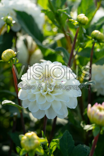 Dahlia Free Thought Dahlia Free Thought