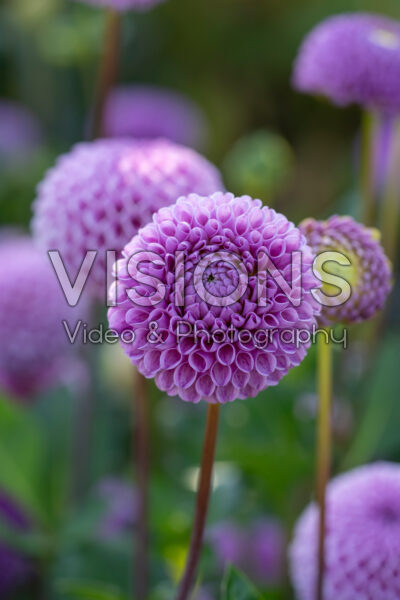 Dahlia Franz Kafka