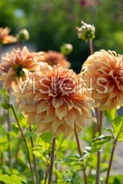Dahlia Great Hercules