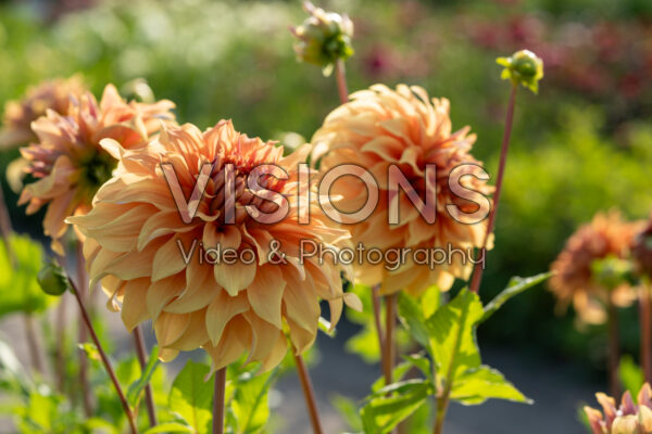 Dahlia Great Hercules Dahlia Great Hercules