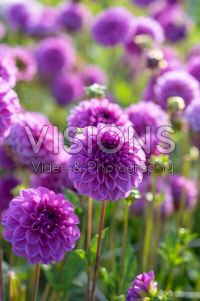 Dahlia Wernhouts Paars