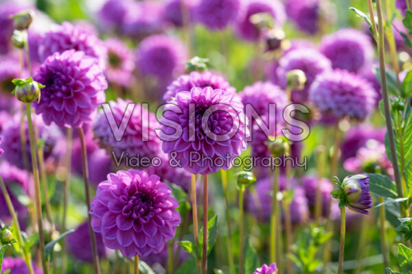 Dahlia Wernhouts Paars