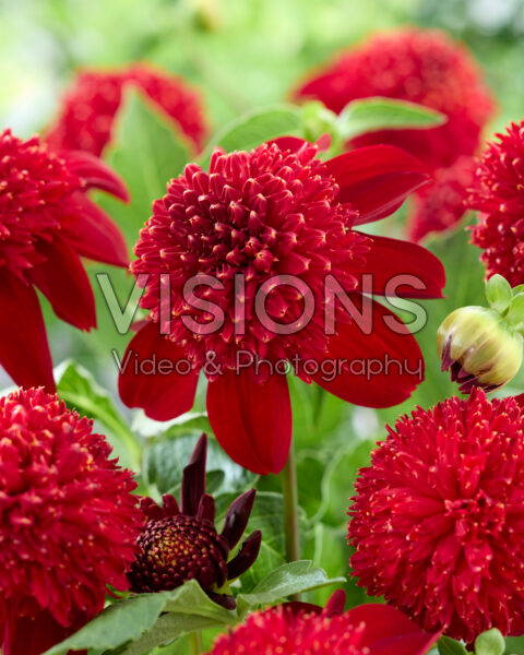 Dahlia Anemoon Donkerrood Dahlia Anemoon Donkerrood