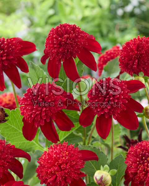 Dahlia Anemoon Donkerrood Dahlia Anemoon Donkerrood