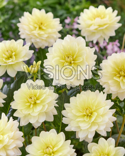 Dahlia Harriet G Dahlia Harriet G
