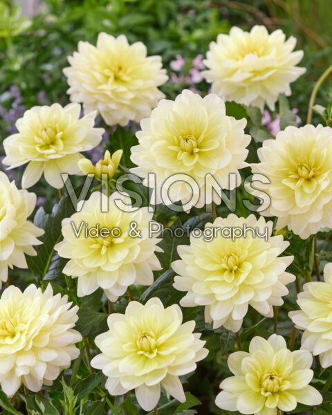 Dahlia Harriet G Dahlia Harriet G