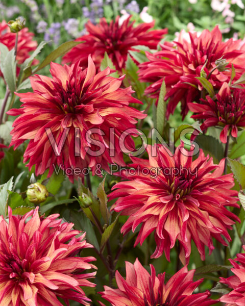 Dahlia Lins Inferno Dahlia Lins Inferno
