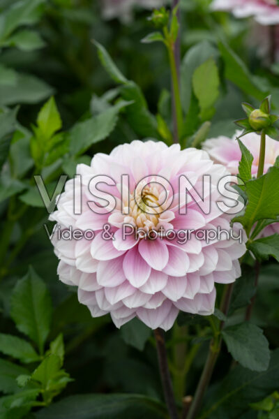 Dahlia Rose Quartz Idylle