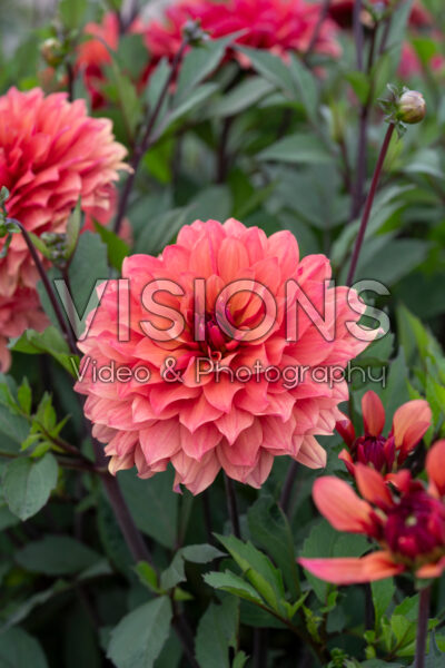 Dahlia Hug Me Dahlia Hug Me