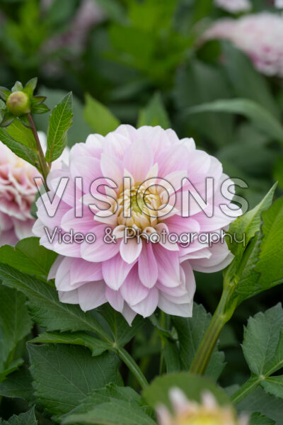 Dahlia Rose Quartz Idylle
