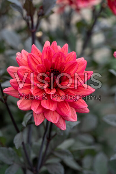 Dahlia Sketched Magenta Idylle