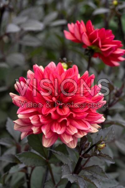 Dahlia Sketched Magenta Idylle