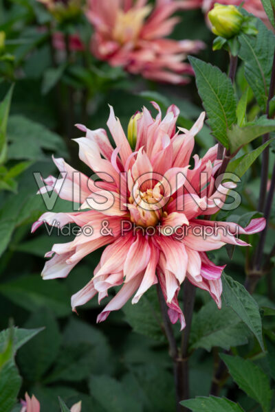 Dahlia Rusty Idylle