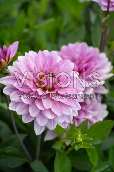 Dahlia Frederikke Dahlia Frederikke